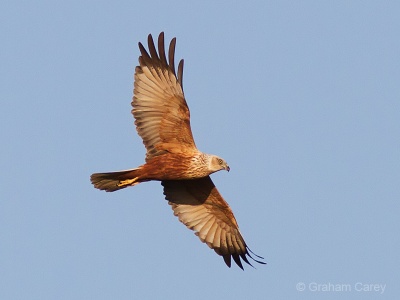 Marsh Harrier (Circus Aeruginosus) Graham Carey